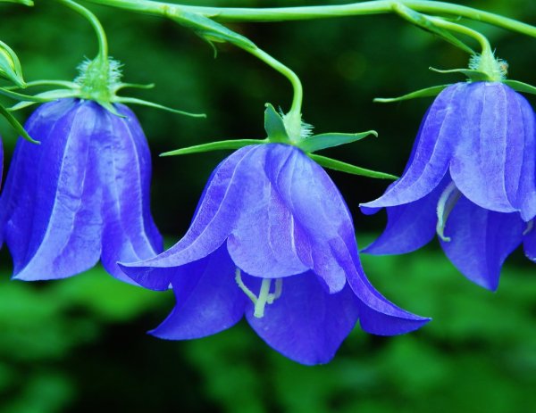 Афанасий Фет колокольчик