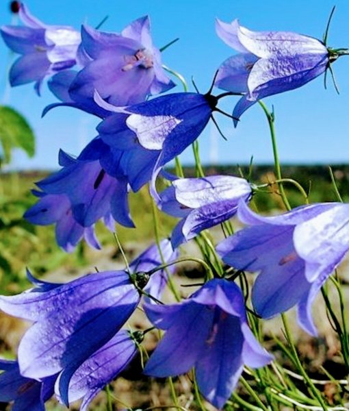 Колокольчик обыкновенный