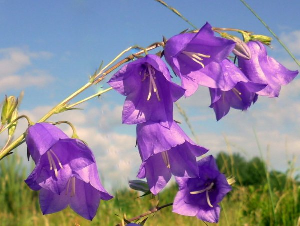 Колокольчик персиколистный голубое озеро