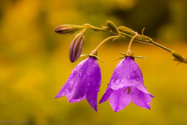 Колокольчик клеар Скай