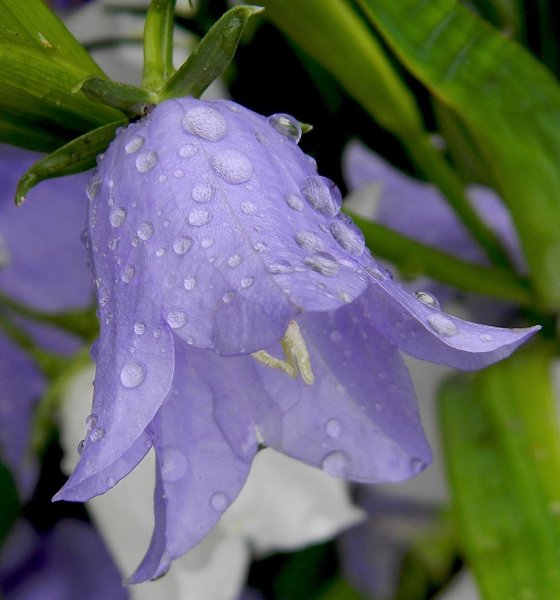 Растение колокольчик персиколистный