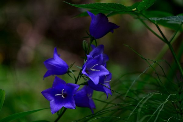 Колокольчик многоцветковый