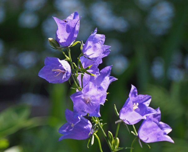 Кампанула сиреневая