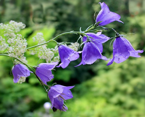 Колокольчик Кампанула