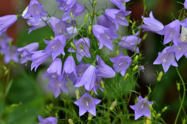 Нежные колокольчики