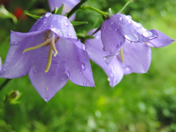 Кампанула колокольчик цветок