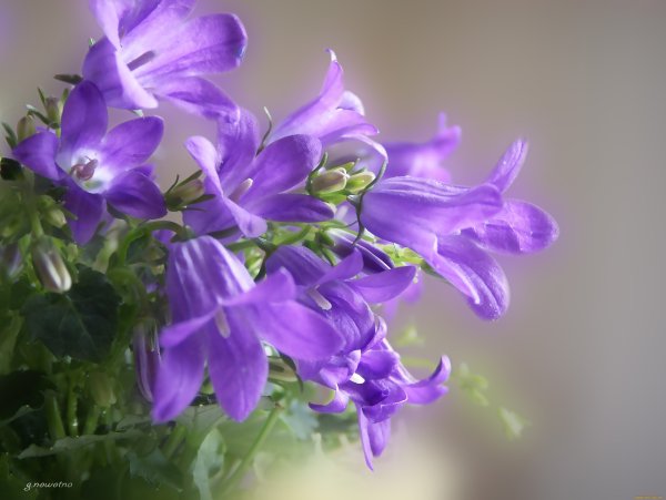 Летние цветы колокольчики