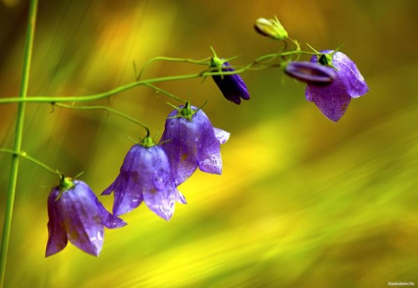 Колокольчик доломитовый Кампанула