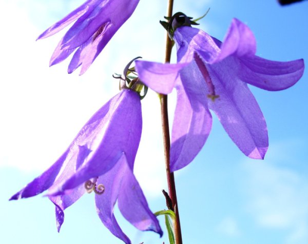 Роза Кампанула