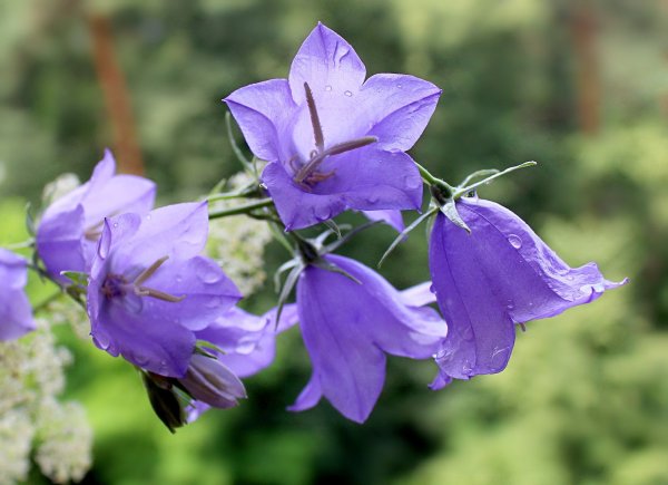 Колокольчик Кампанула Lilac