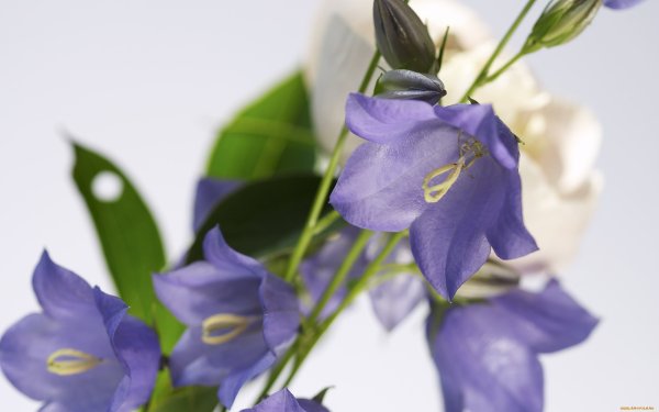 Колокольчик "цветы"