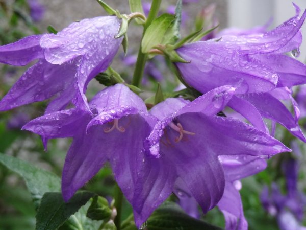 Bellflower цветок