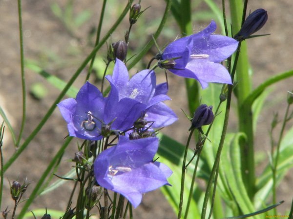 Колокольчик Лесной цветок