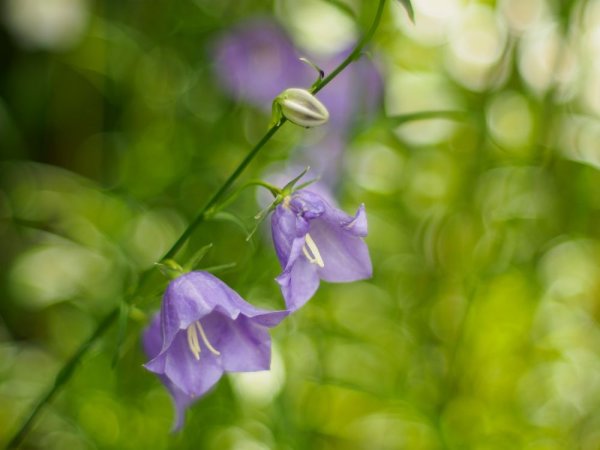 Колокольчик узколистный синий