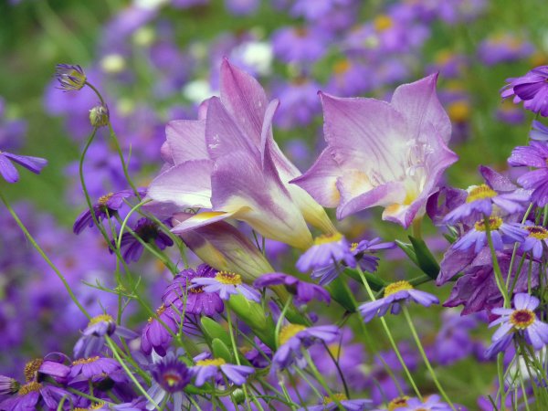 Кампанула синий колокольчик