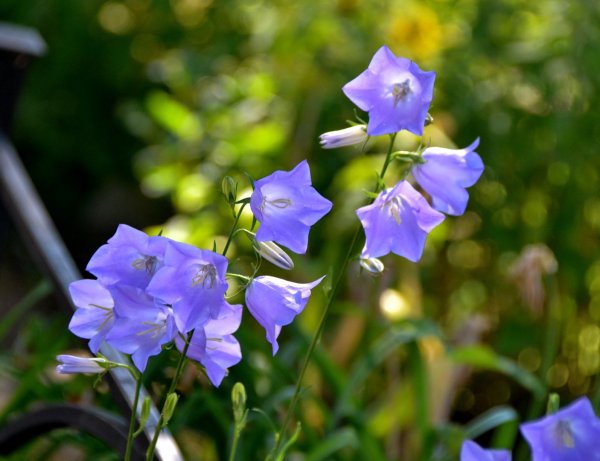 Китайский колокольчик цветок
