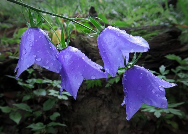 Campanula rotundifolia