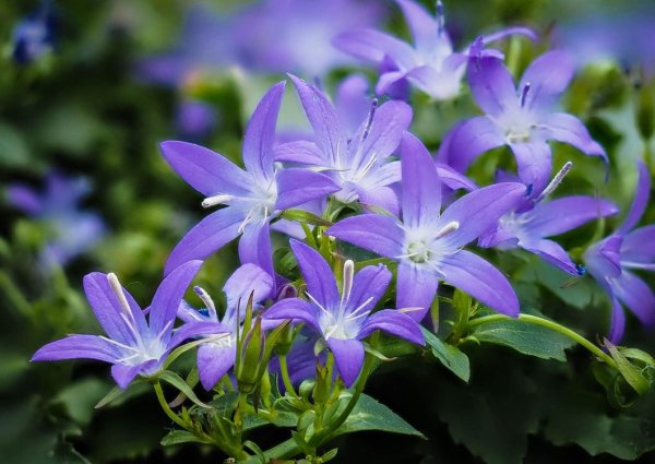 Колокольчик персиколистный Telham Beauty