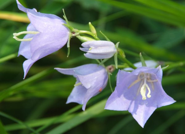 Луговые цветы колокольчики