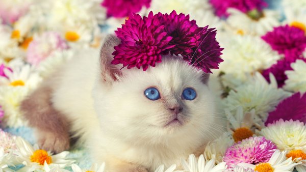 Милые кошечки