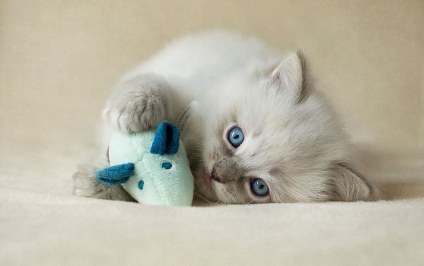 Котята самые милые и красивые