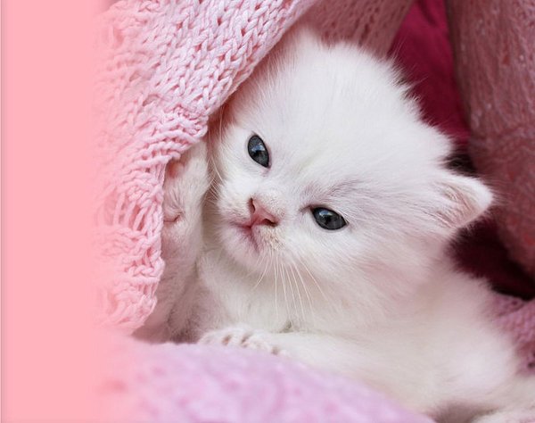 Маленький котенок