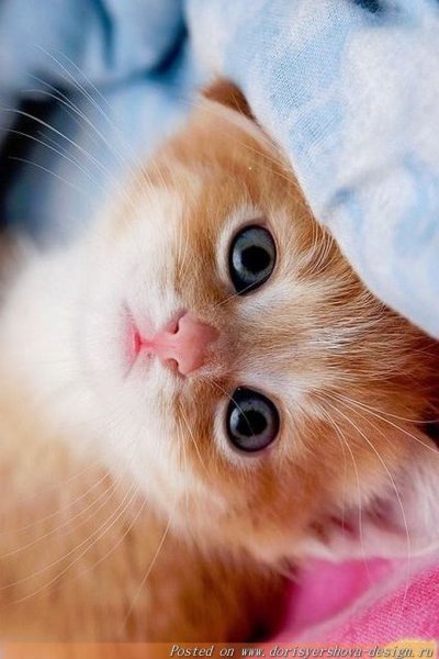 Котята милашки