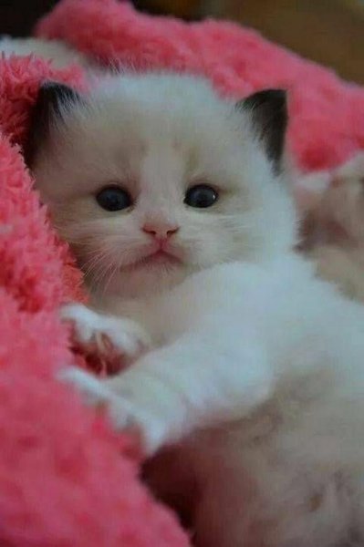 Котята милашки