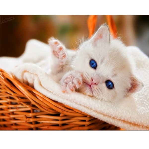 Кошечки милые красивые