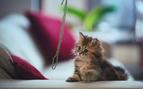 Самые милые котята