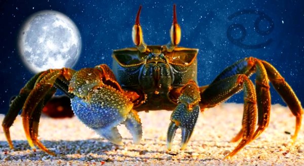 Знаки зодиака