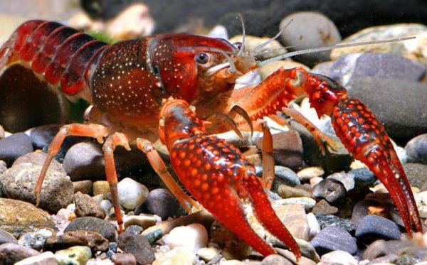 Красный Флоридский краб