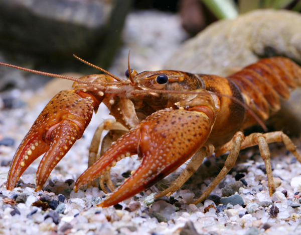 Пресноводные рачки