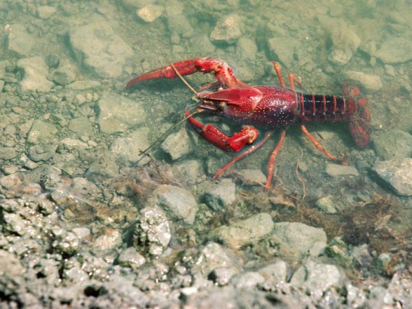 Красные рачки