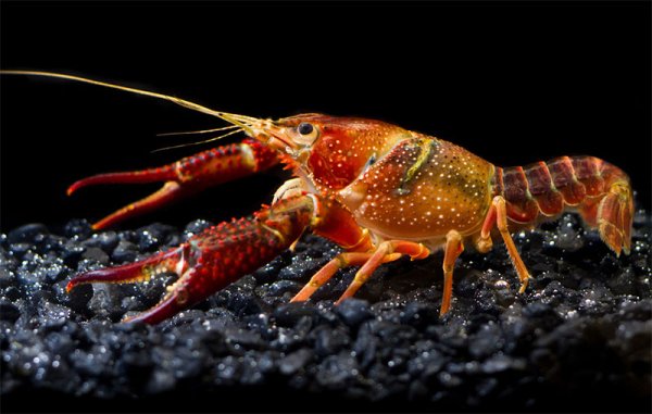 Procambarus simulans