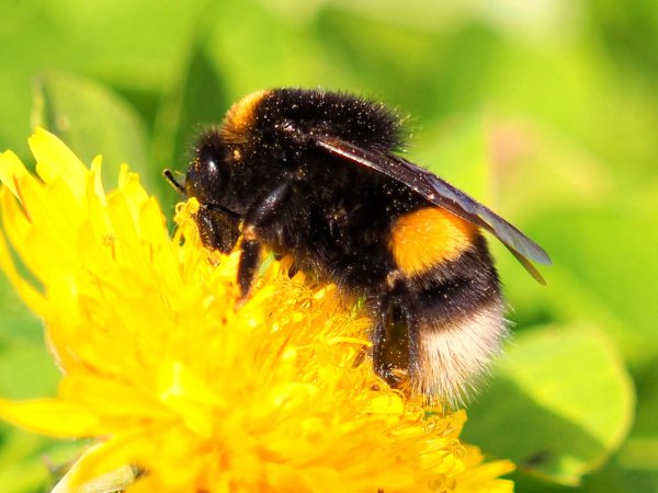 Шмель белопопик