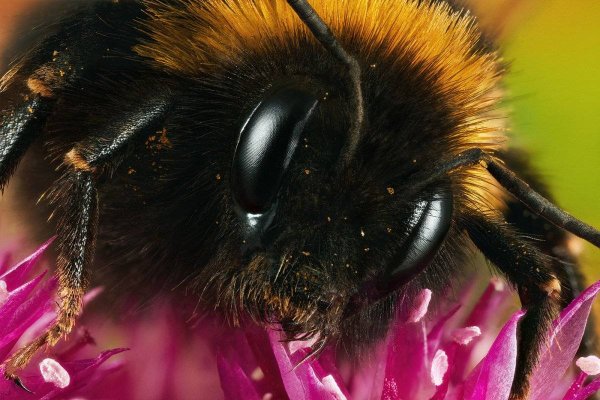 Шмель Bombus pascuorum