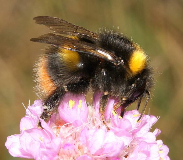 Bombus Bombus Шмель