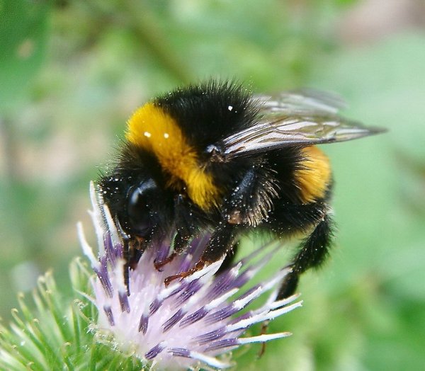 Шмель Моховой – Bombus muscorum (Fabricius, 1775).