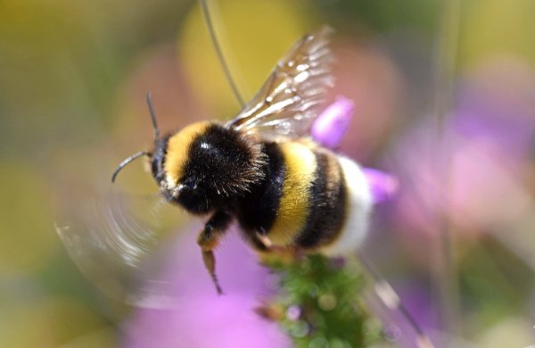 Bumblebee насекомое
