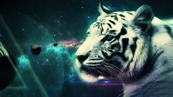 Тигр обои