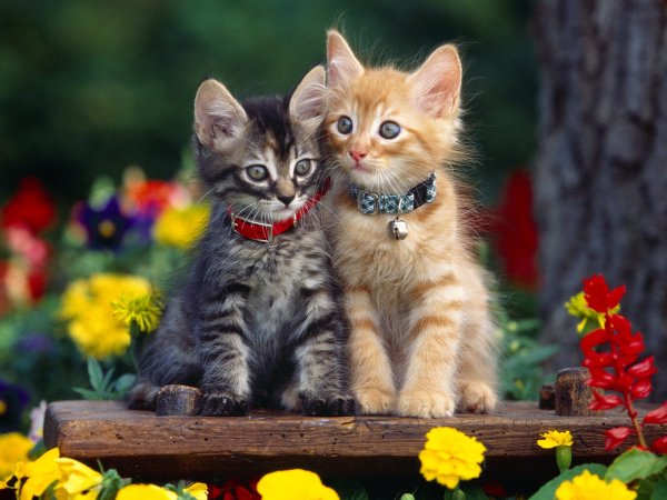 Красивые котики