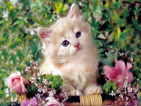 Красивые котики
