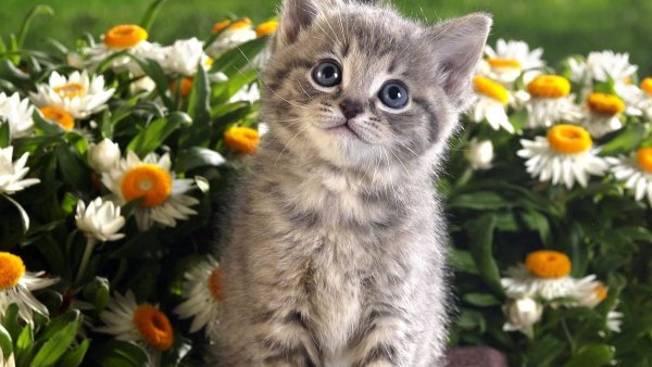 Красивый котяра