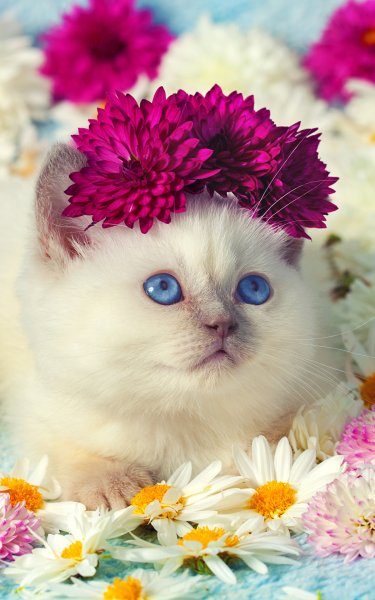 Котенок в цветах