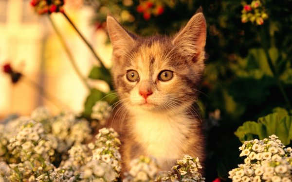 Котята среди цветов