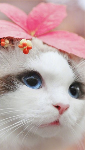 Милые кошечки