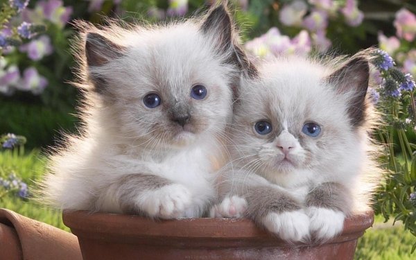 Красивые котята