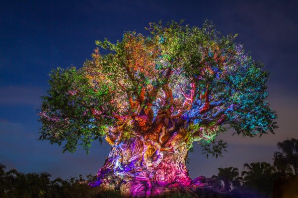 Необычные деревья