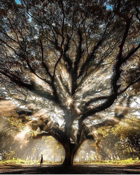 Вековые деревья